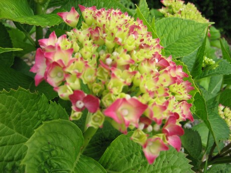 roze hortensia