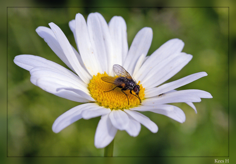 Flower Fly