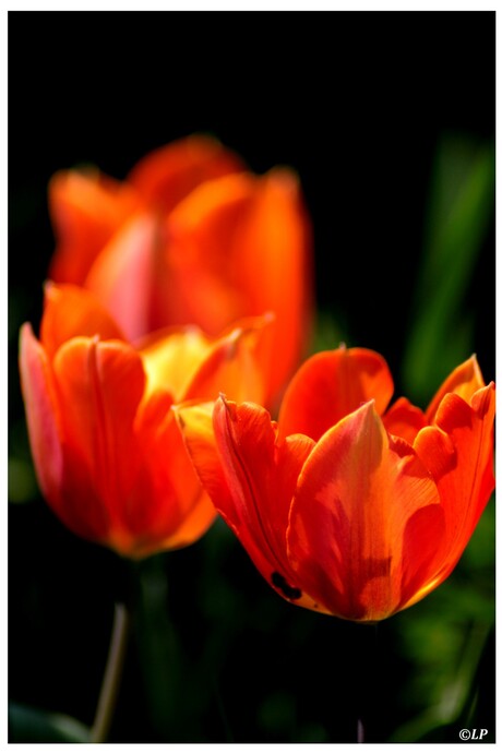 Tulpen