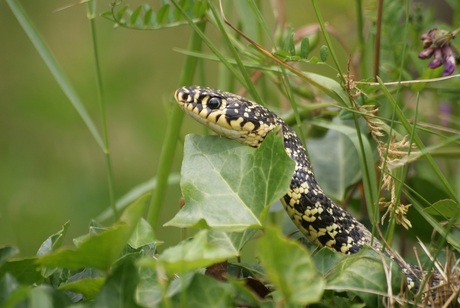 Geel groene toornslang