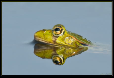 Groene Kikker