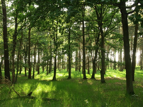 Licht in de duisternis