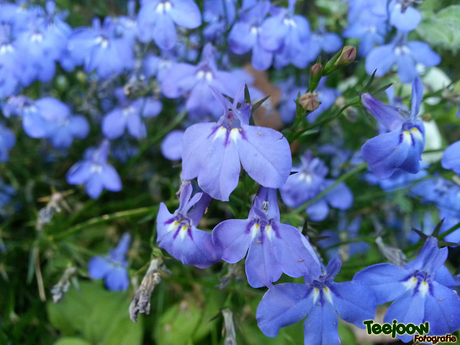 Bloemetje