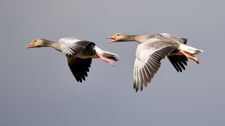 Ganzen in de vlucht.