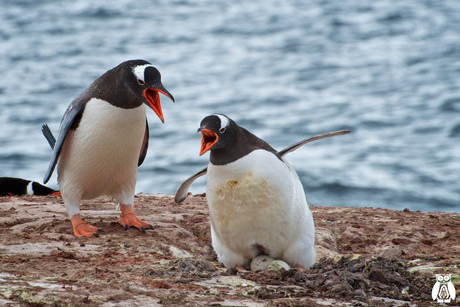 Antarctica - gentoo pinguin