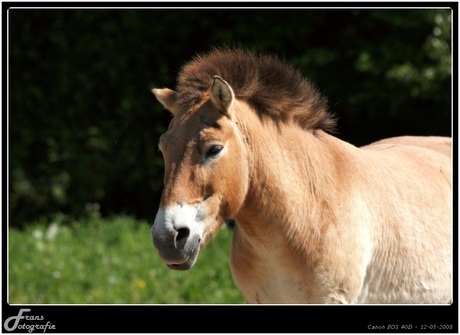 paard