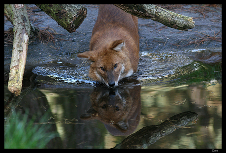 Dorst..............