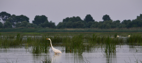 Witte reiger