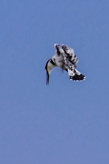 Bonte IJsvogel