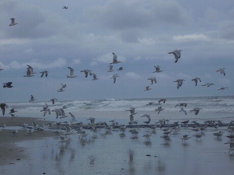 Meeuwen op Vlieland