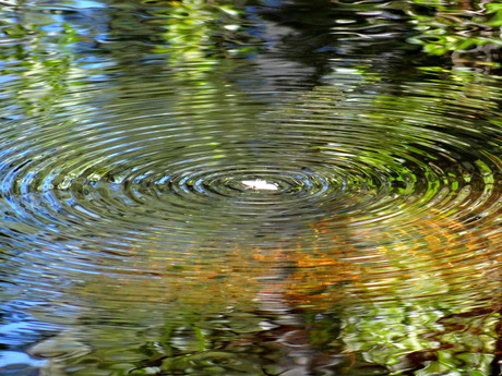 Mot in het water.