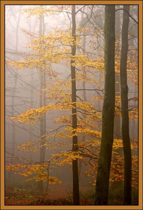 Ardennen in de mist