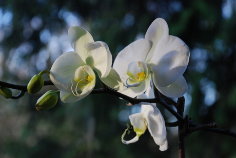 Bloeiende orchidee