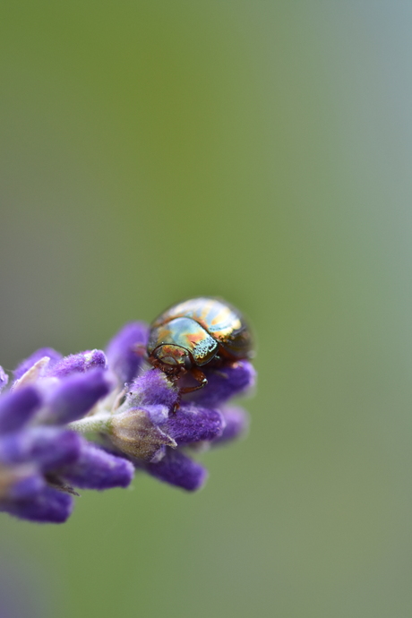 Rozemarijngoudhaantje