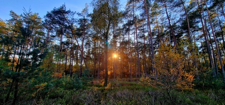 Natuurlijke energie in het bos 
