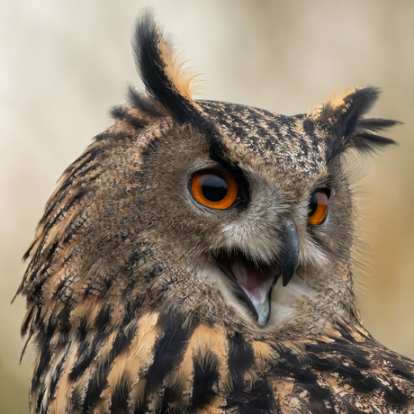 wijsheid leeft in stilte