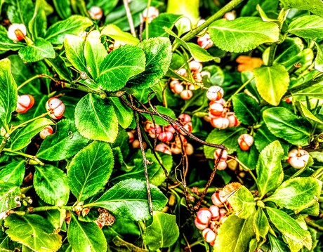 Autumn Leaves • 10