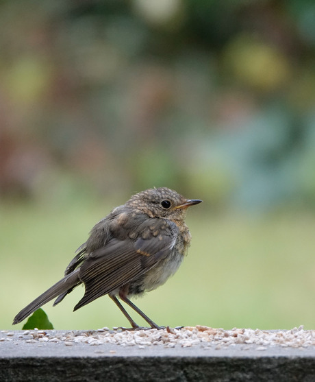 Jong roodborstje!