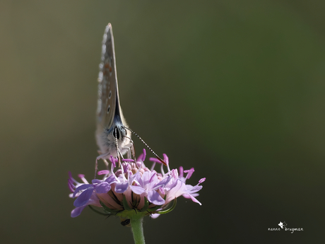 Icarus blauwtje 