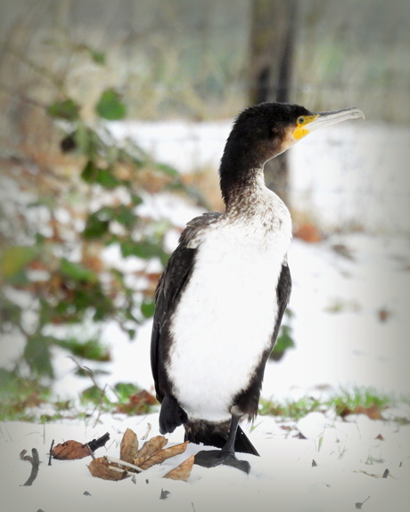 Een grijze winterdag