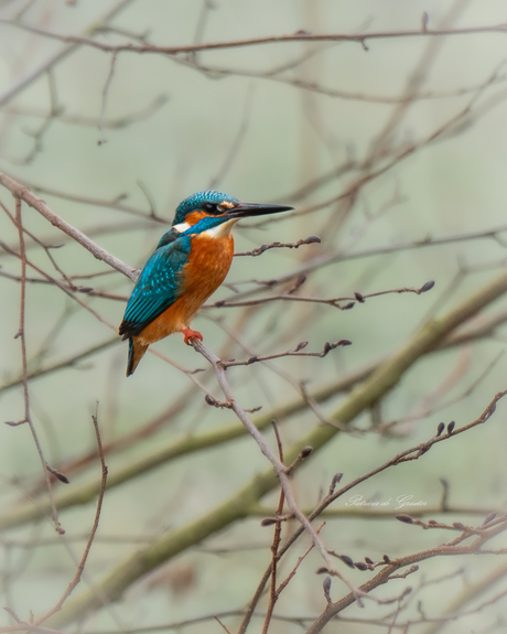 De vliegende edelsteen