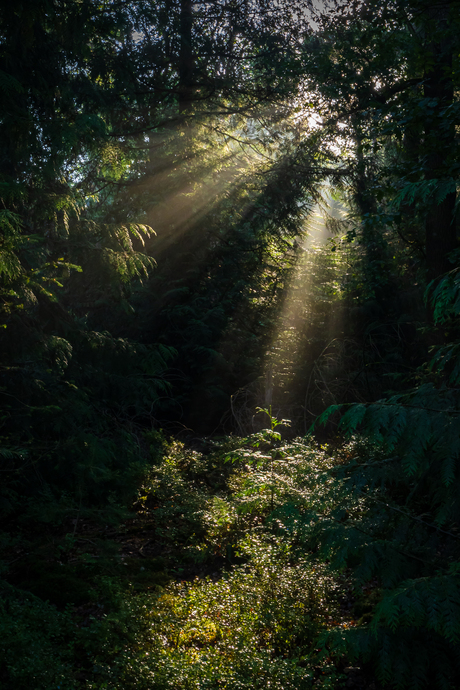 INto the spotlight