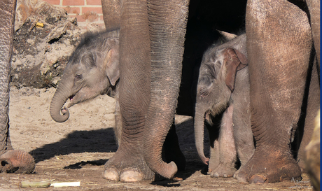 babyolifantjes artis amsterdam