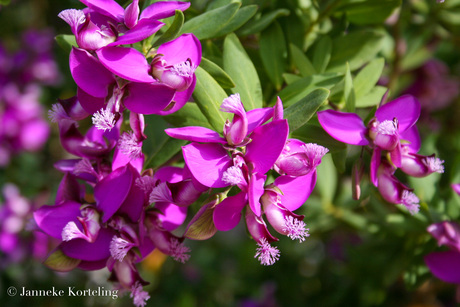 Orchideen