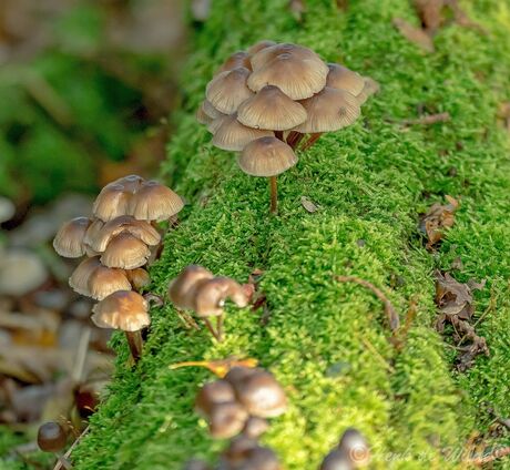 Paddenstoelen