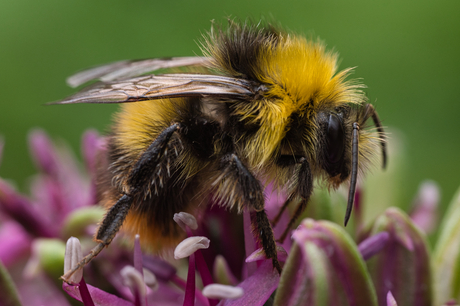 Hommel