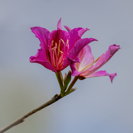 Uitgebloeide bloem op Madeira 