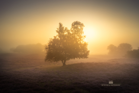 Boom in de mist bij zonsopkomst 