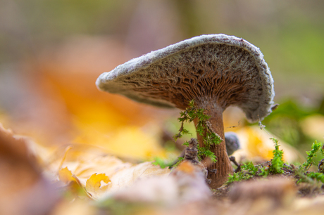 In schoonheid vergaan