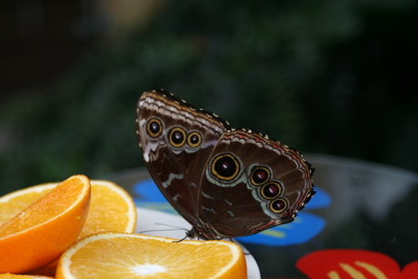 Orchideeën en vlindertuin - juni 2010.