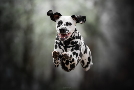 Run to you 🐾