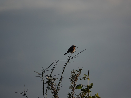 Vogeltje wat ik toevallig zag