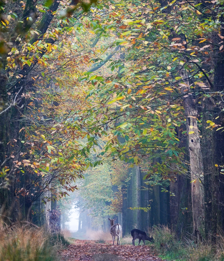 Reeen in de herfst... 