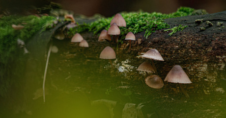 familie zwam aan stamop stratumse heide