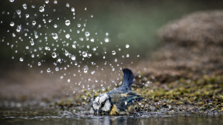 Badderende pimpelmees