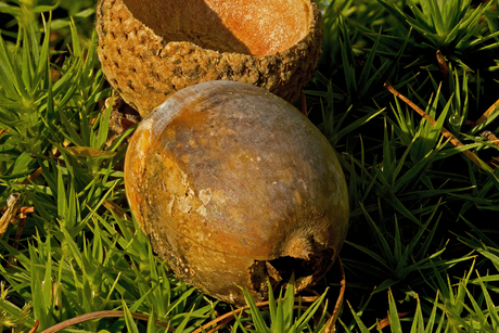 Eikel uit de dop