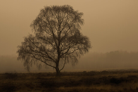 mist op de hei