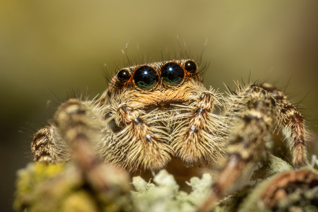 springspinnetje komt even gluren