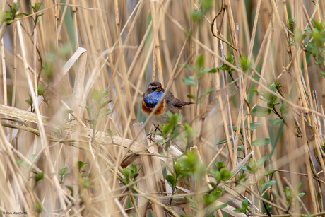 Blauwborst 