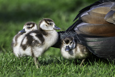 Onder moeders vleugels vandaan. 