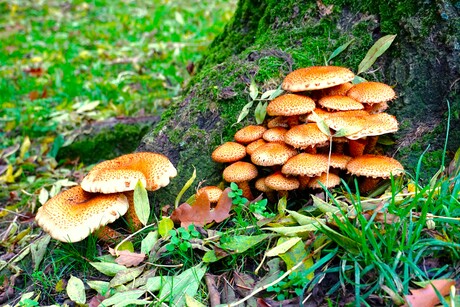 Paddenstoelen tegen een boom.