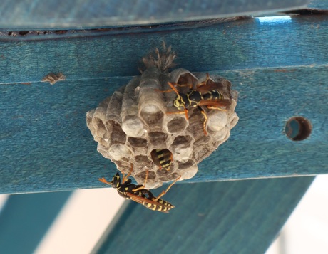 Wespennest onder tafel op balkon.