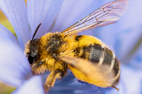 Stuifmeel verzamelaar