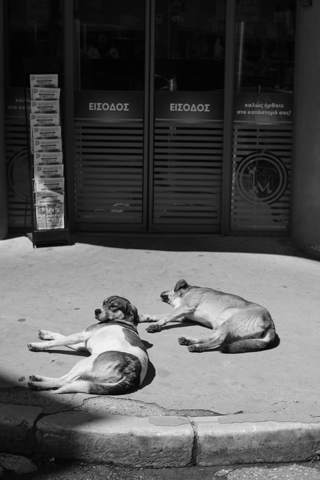 Honden, Edessa Griekenland