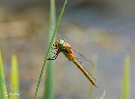 De vroege glazenmaker!