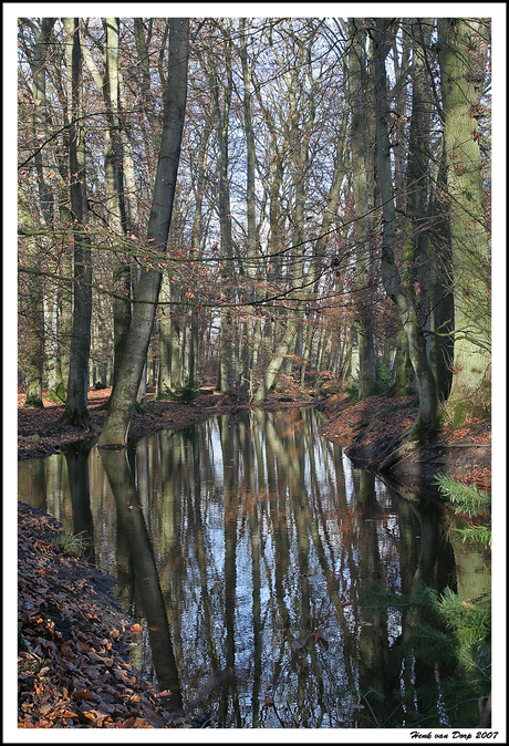 bomen, bomen, bomen